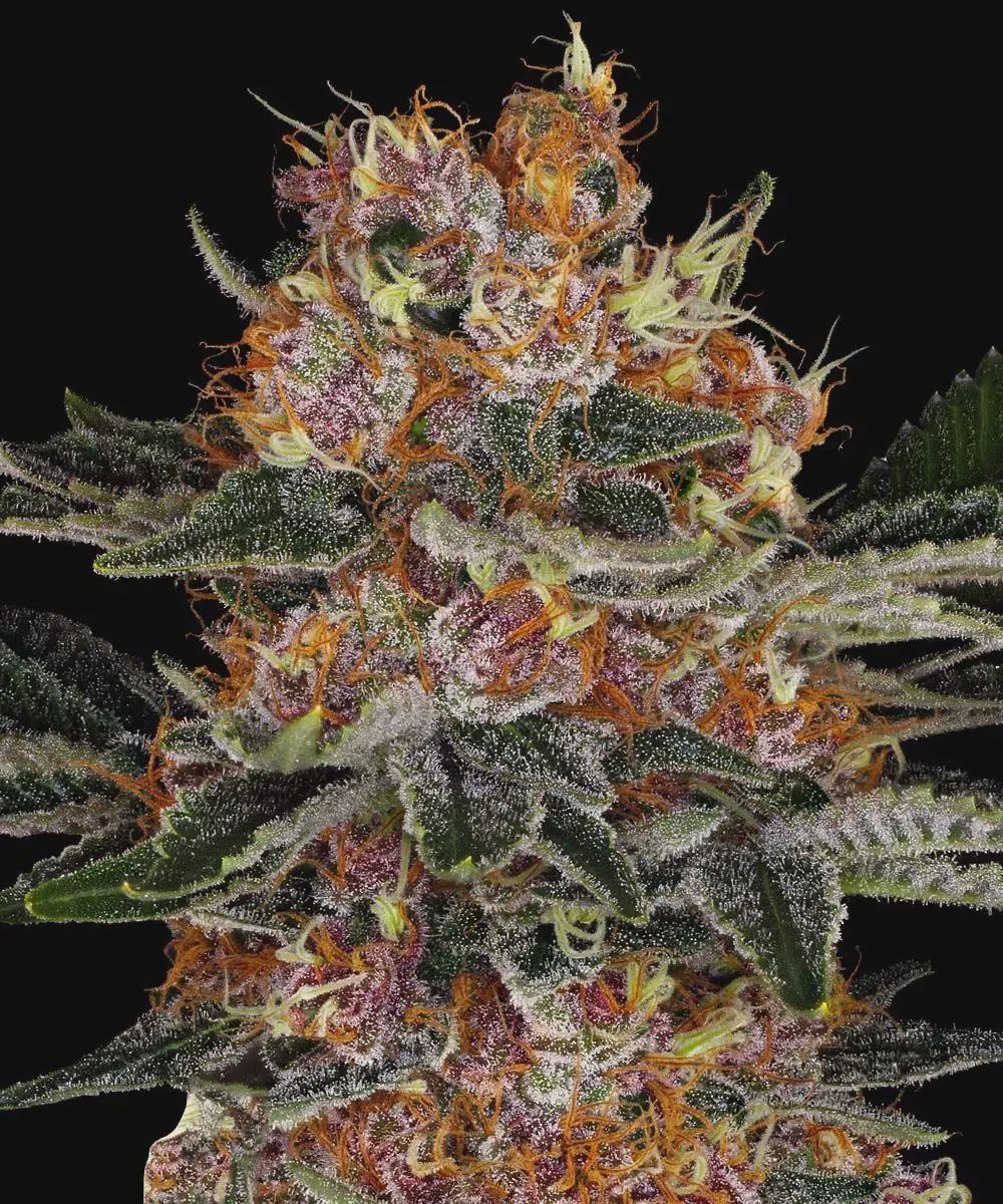 Purple Punch Auto - 10 seeds