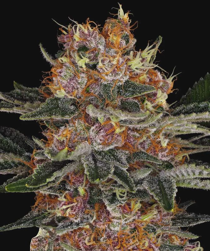 Purple Punch Auto - 10 seeds