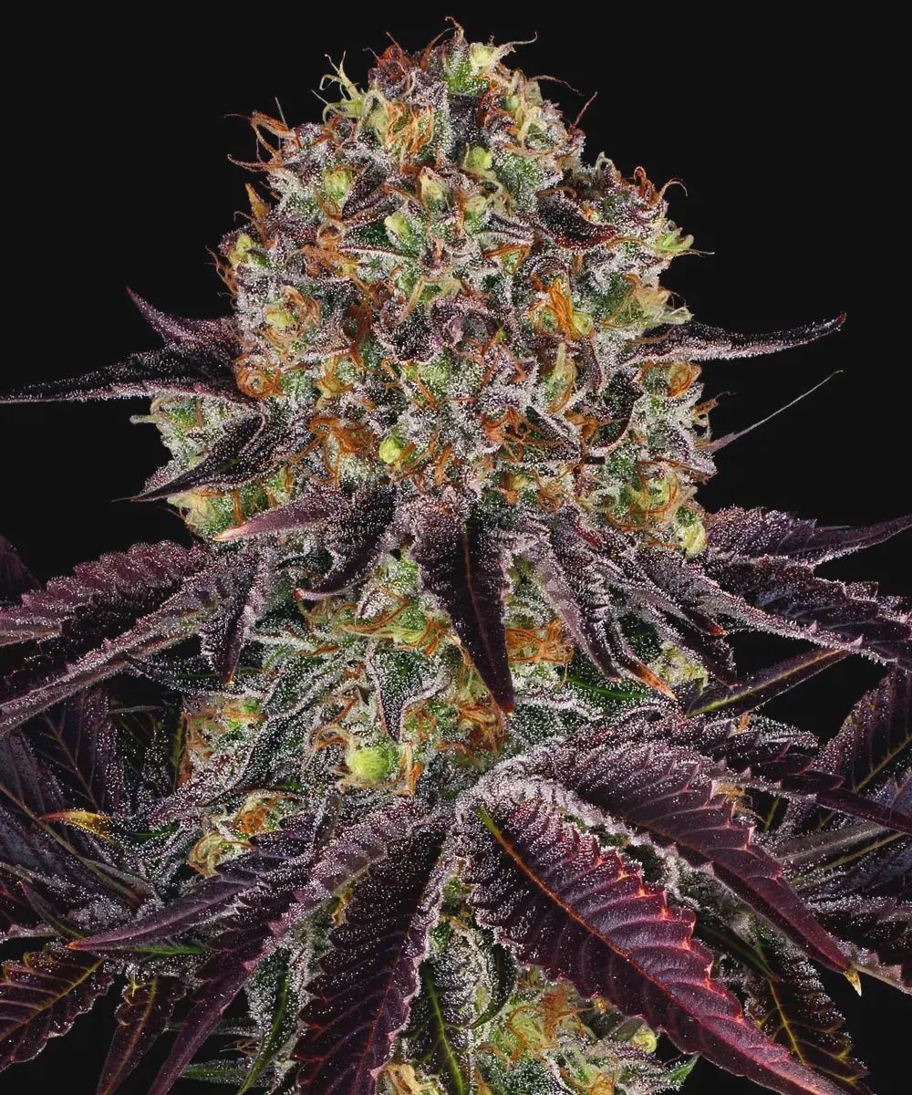 Runtz x Layer Cake - 10 seeds