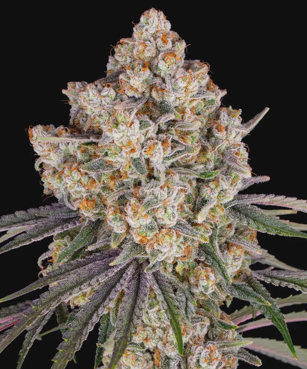 Ice Cream Cake - 3 seeds