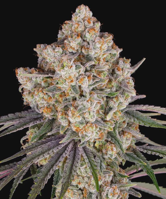 Ice Cream Cake - 3 seeds