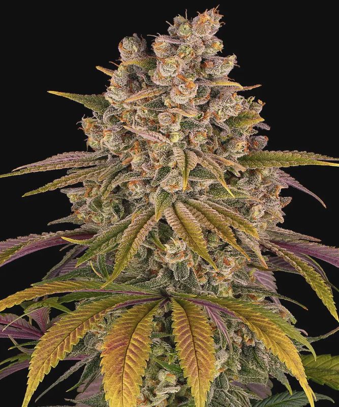 Lemon Tree - 3 seeds