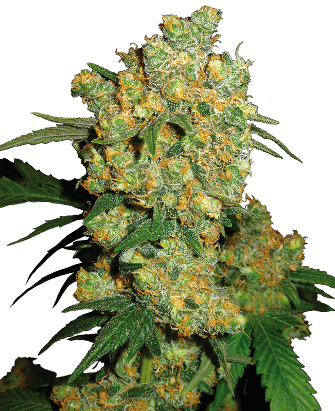 Big Bud Feminized Seeds-5 Seeds