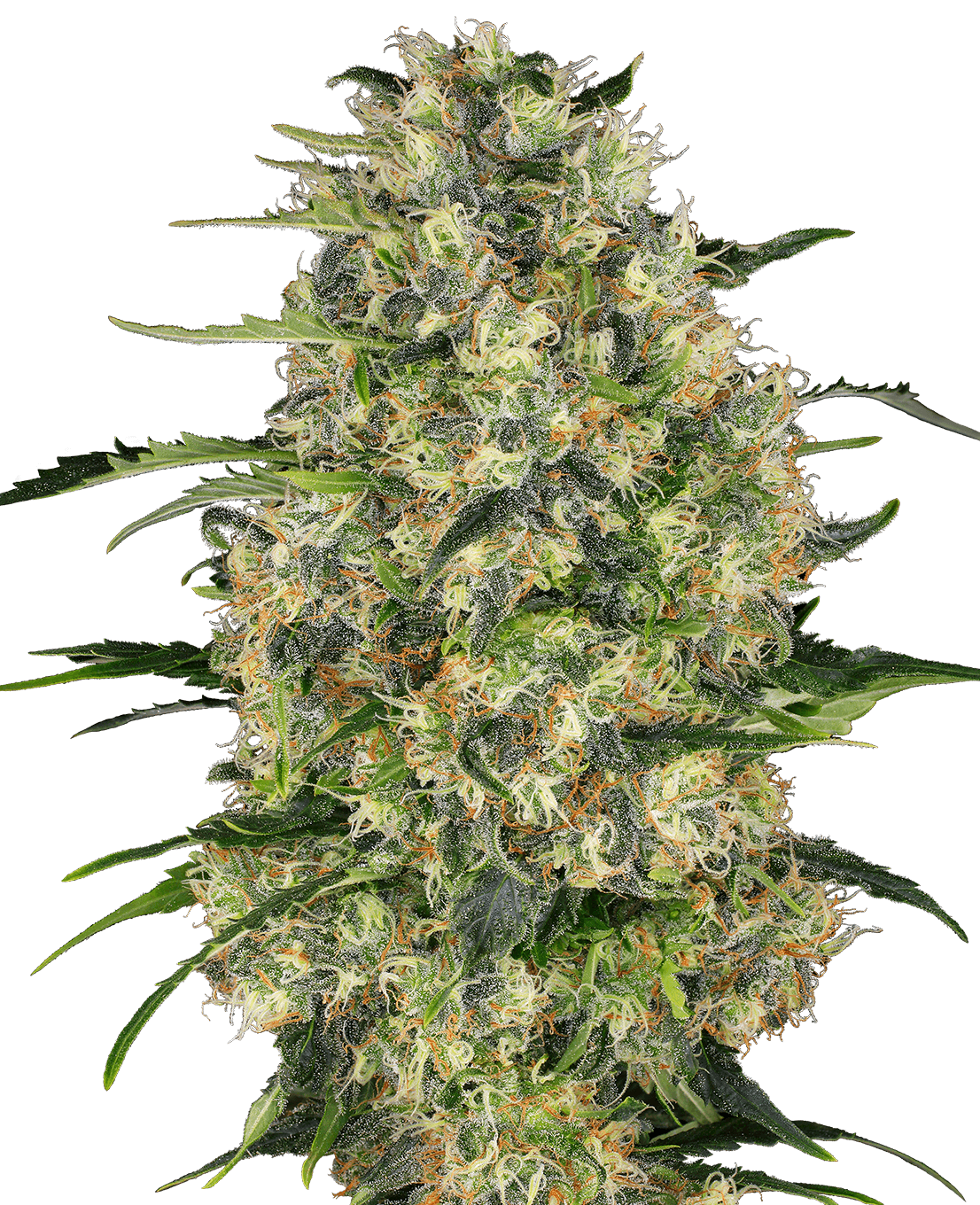 Black Domina Feminized Seeds-5 seeds