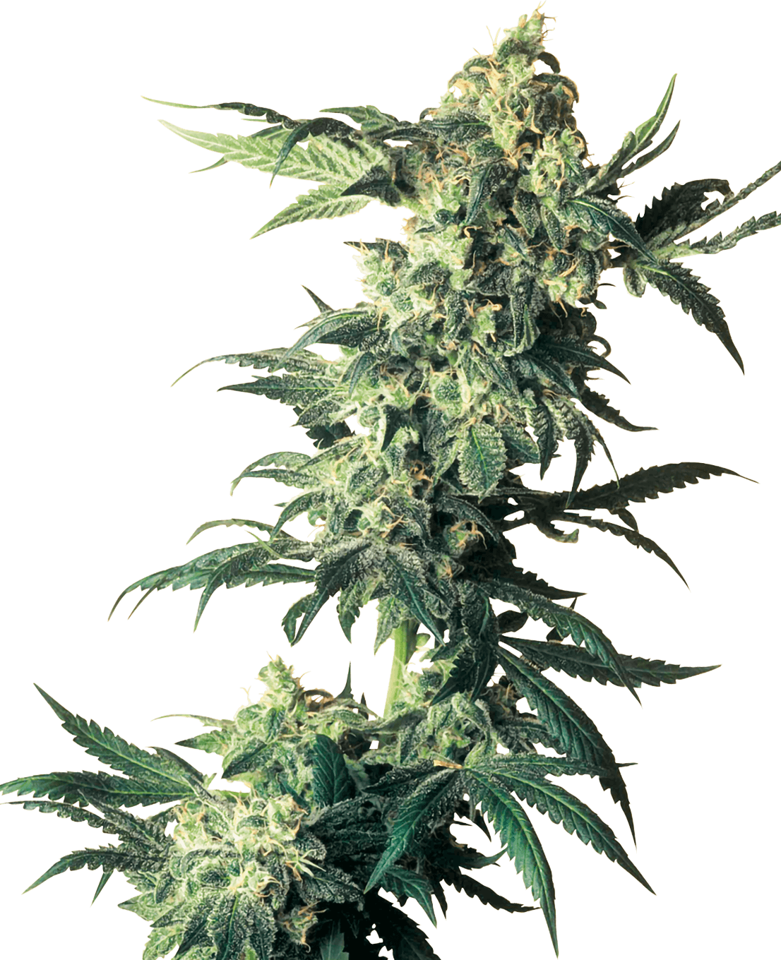 Northern Lights Feminized Seeds-5 Seeds
