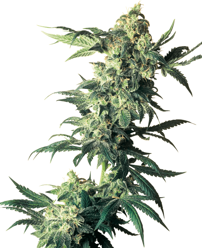Northern Lights Feminized Seeds-5 Seeds