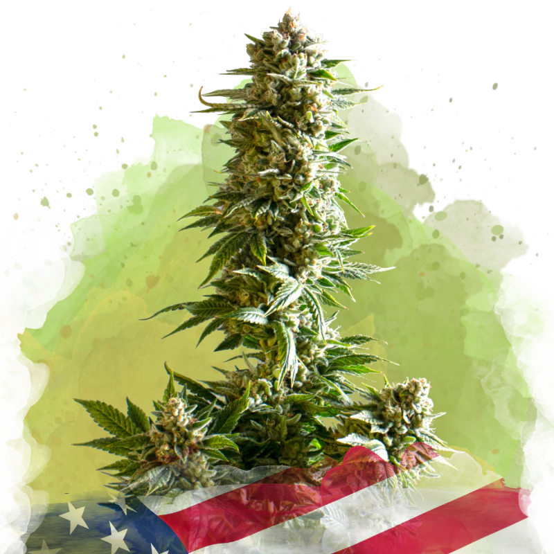 Girl Scout Cookies Autoflower