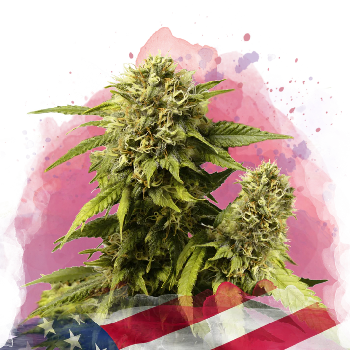 Original Glue Feminized