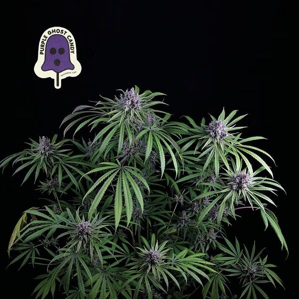 Purple Ghost Candy