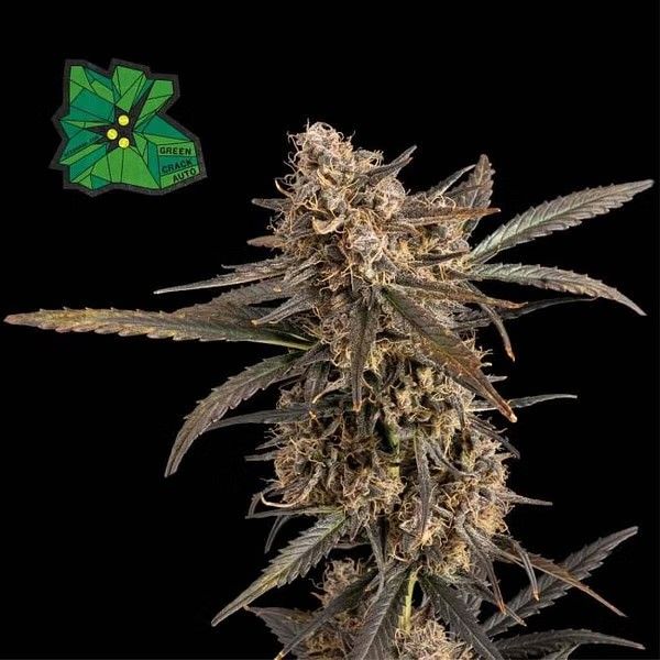 Green Crack Auto