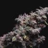 Hazy Kush S1