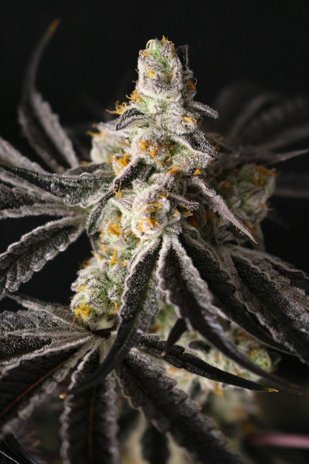Funky Fuego - 5 pack