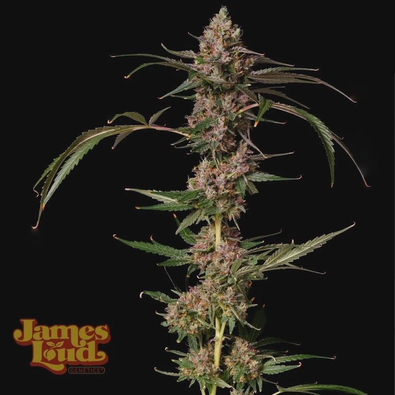 Banana Punch Gelato Auto - 3 pack