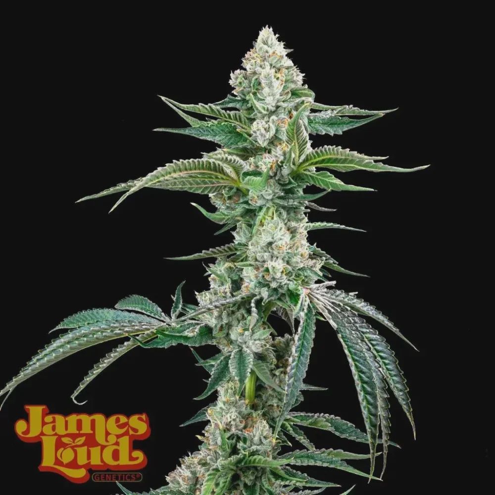 OG Kush Auto F4 IBL [Skywalker Auto x West Coast OG Auto] - 3 packs