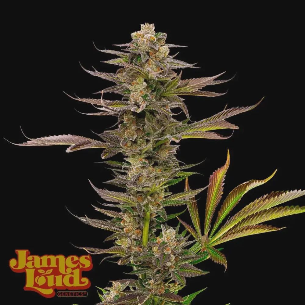 Guavalato Auto [Frosted Guava x Gelato Auto] - 3 pack