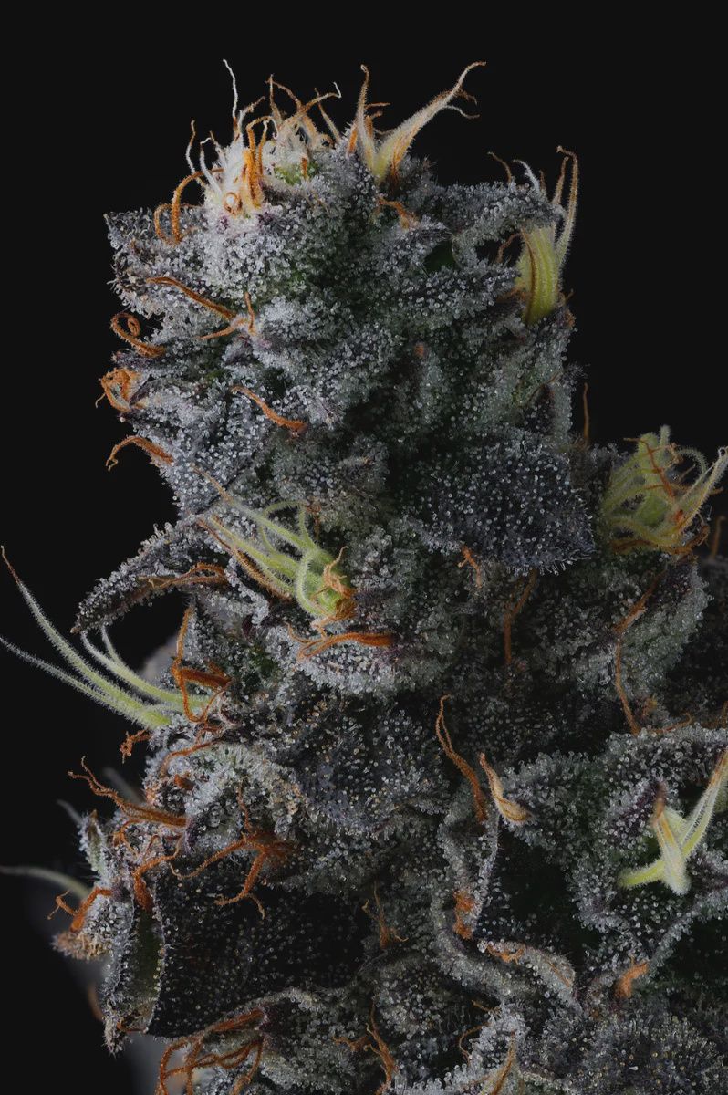 Giggin&#39; Grapes - 3 pack