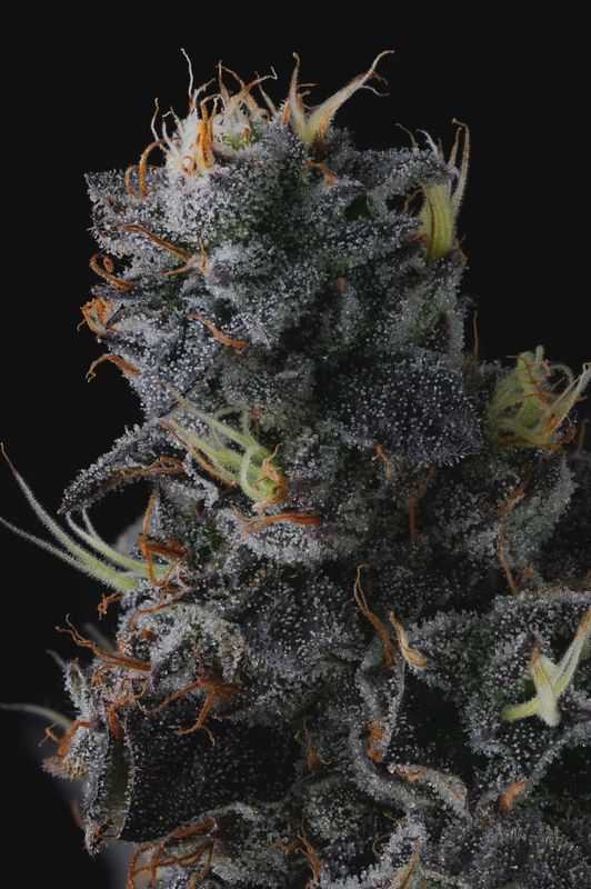 Giggin&#39; Grapes - 3 pack