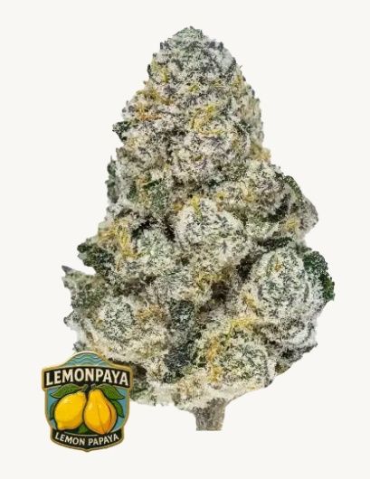 Lemonpaya™ - 3 pack