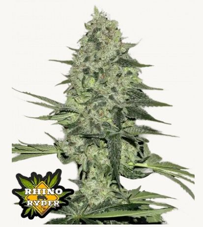 Rhino Ryder Auto - 5 pack