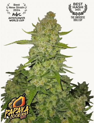 Papaya Cookies Auto™ AWC 2024 winner: 2nd place in Best New Strain category - 3 pack