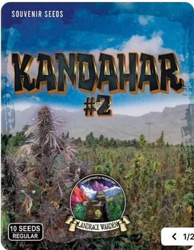 Kandahar Arghandab #2 Regular Seeds