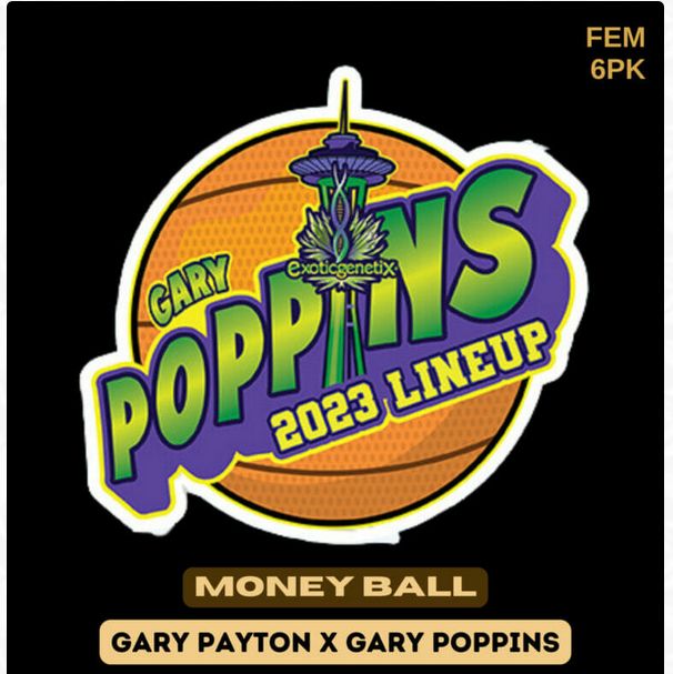 Money Ball - 6 pack