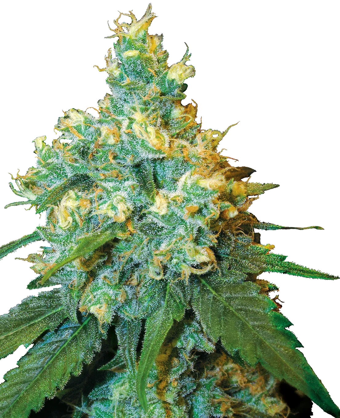 Jack Herer® Feminized Seeds 5 Pack