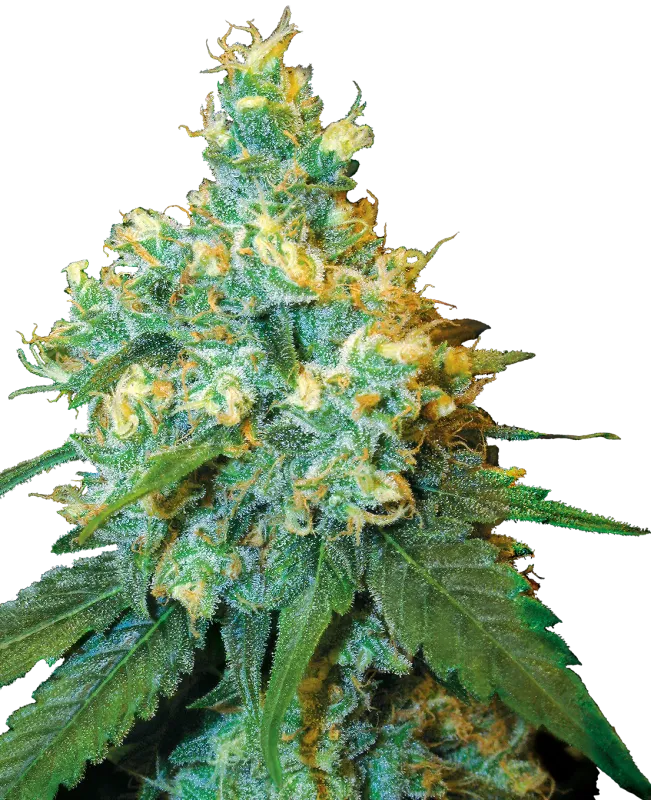 Jack Herer® Feminized Seeds 5 Pack