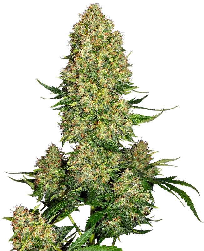 Skunk #1 Auto Fem 5 Pack