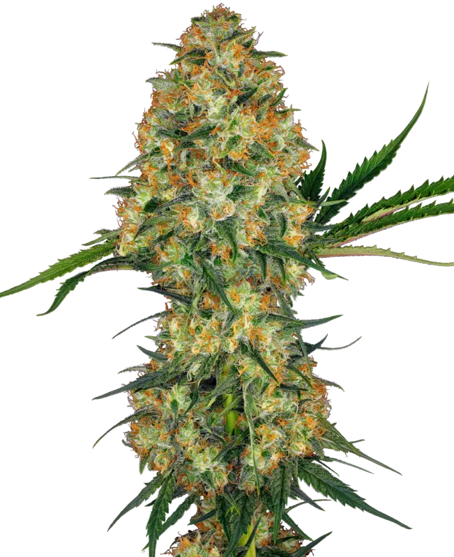 Hindu Kush Feminized Seeds 5 Pack