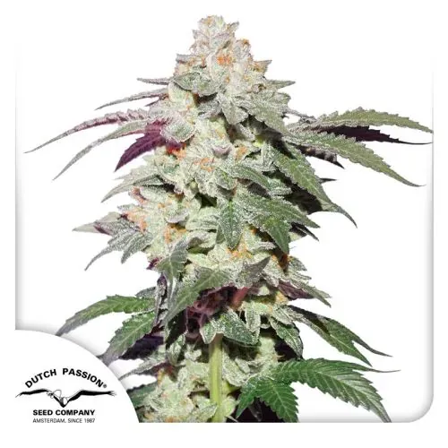 Skywalker Haze 5 Pack