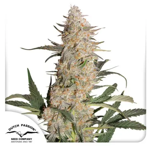 Critical Orange Punch 5 Pack