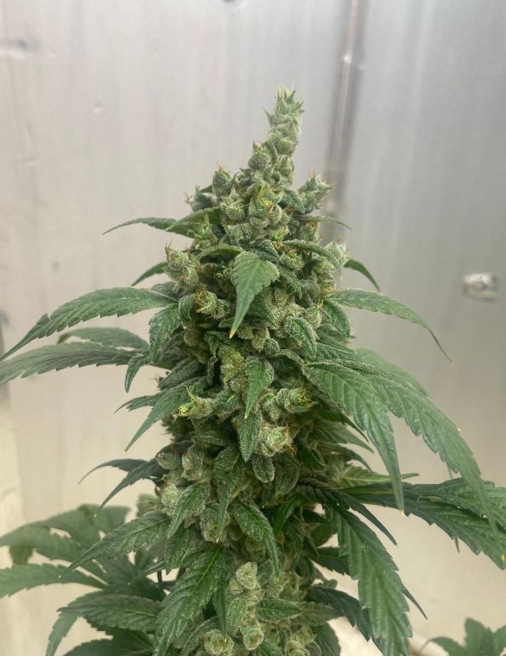 Lemon G S1