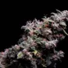 Hazy Kush S1
