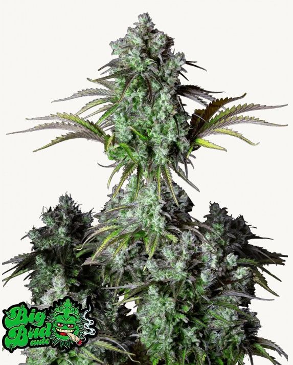 Original Big Bud Auto - 5 pack