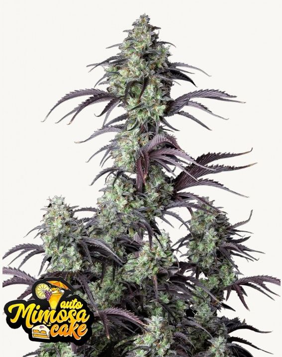 Mimosa Cake Auto - 3 pack