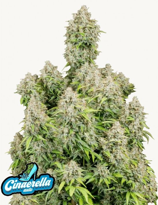 Original Cinderella Auto - 3 pack