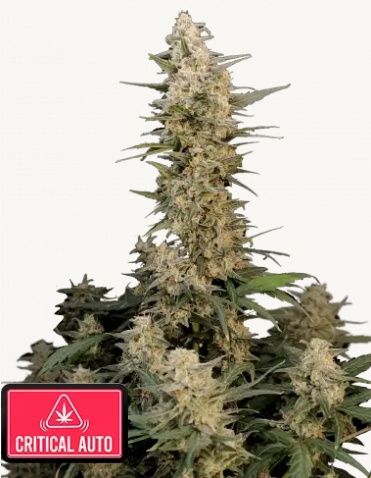 Original Critical Auto Feminized - 3 pack