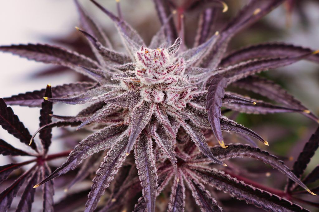 Grape Amethyst - 5 pack