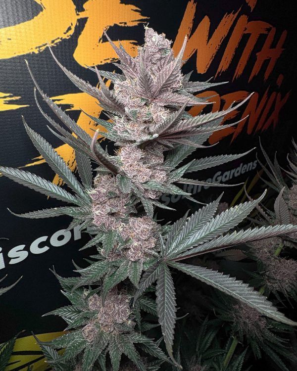 The Pulp Father - 6 pack