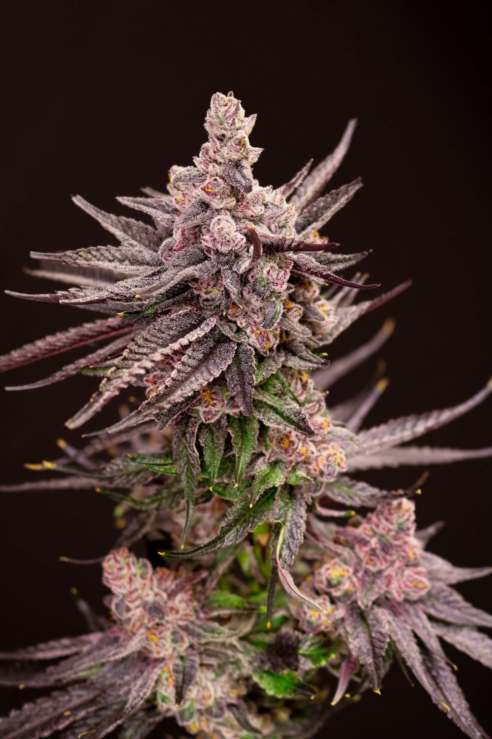 Depth Charge - 5 pack