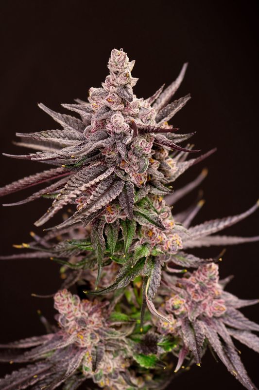 Depth Charge - 5 pack