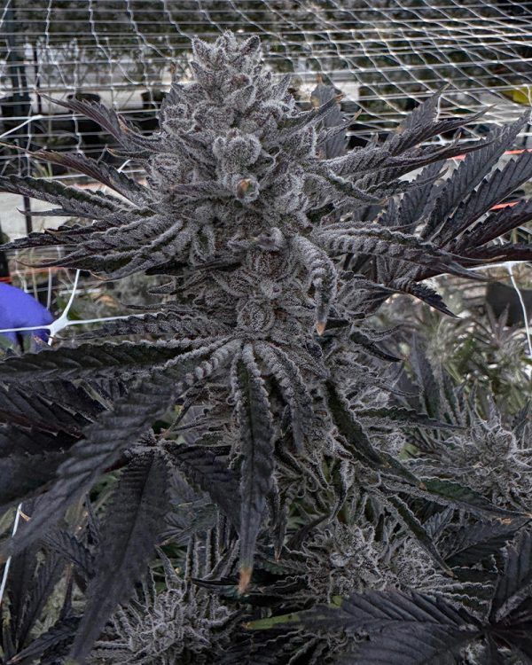 Butter Balm - 6 pack