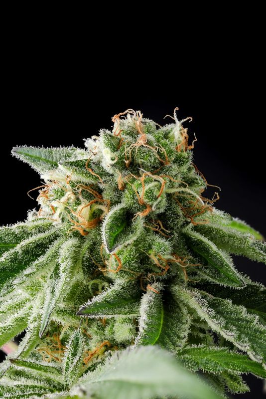 Illegal Alien (Alien Technology BX) - 5 pack