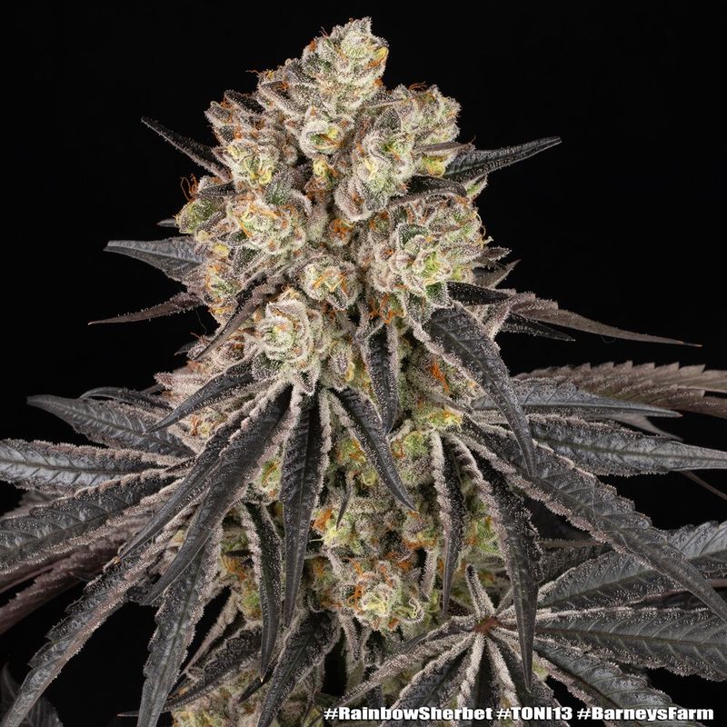 Rainbow Sherbet - 3 Pack