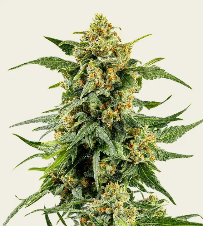 Skunk #1 - 3 pack