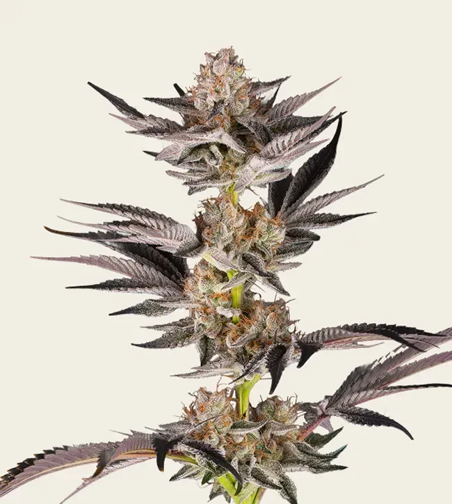 RS11 x Banana OG - 5 Pack