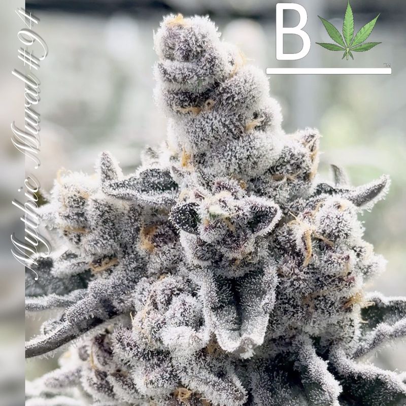 Mythic Mural R1 - 5 Pack Feminized Seeds