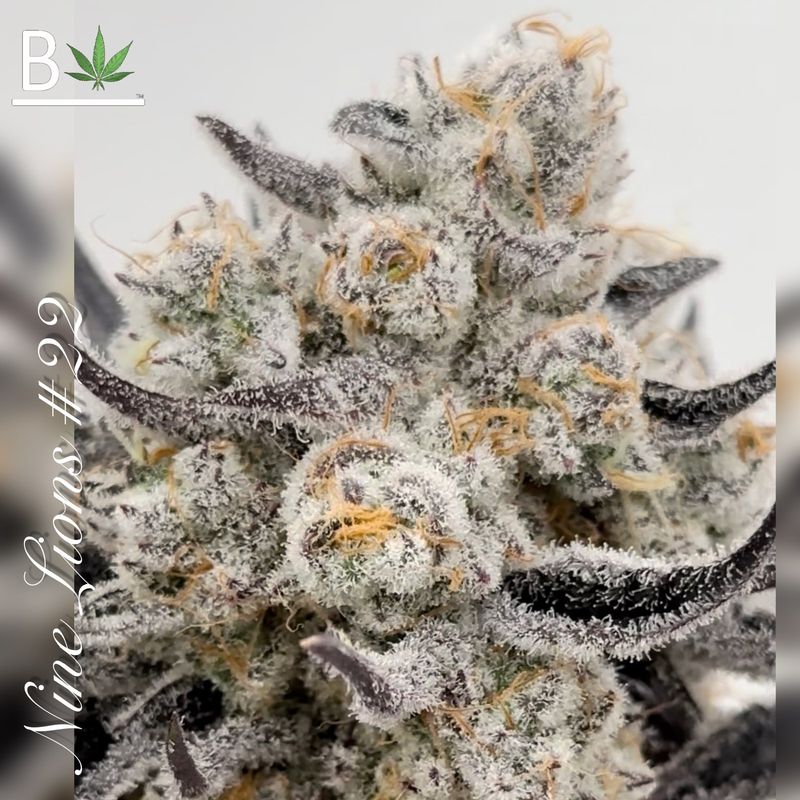 Nine Lions R1 - 5 Pack Feminized Seeds