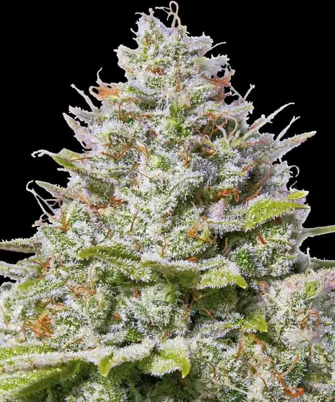 Blue Gelato 41 - 3 Pack